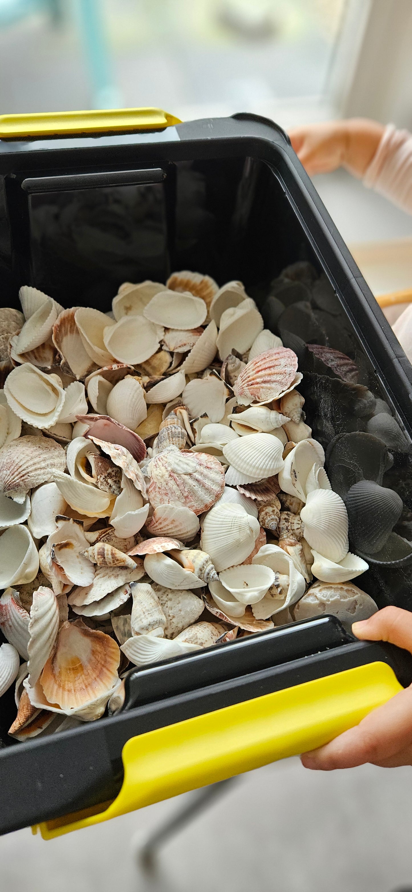 Voel-sorteerbakje met echte schelpen 300 gram-loose parts