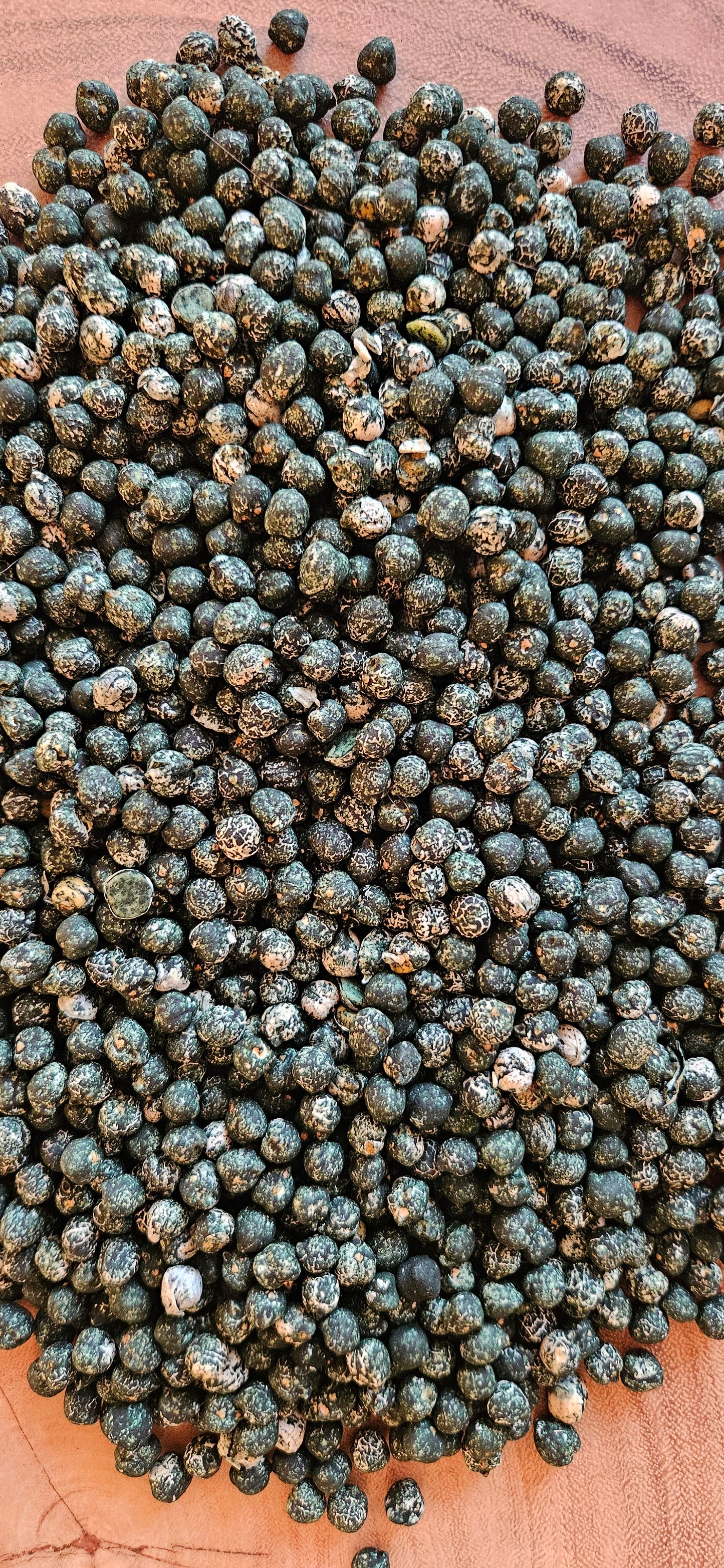 Kikkererwten mos-bosgroen voor tray 400 gram