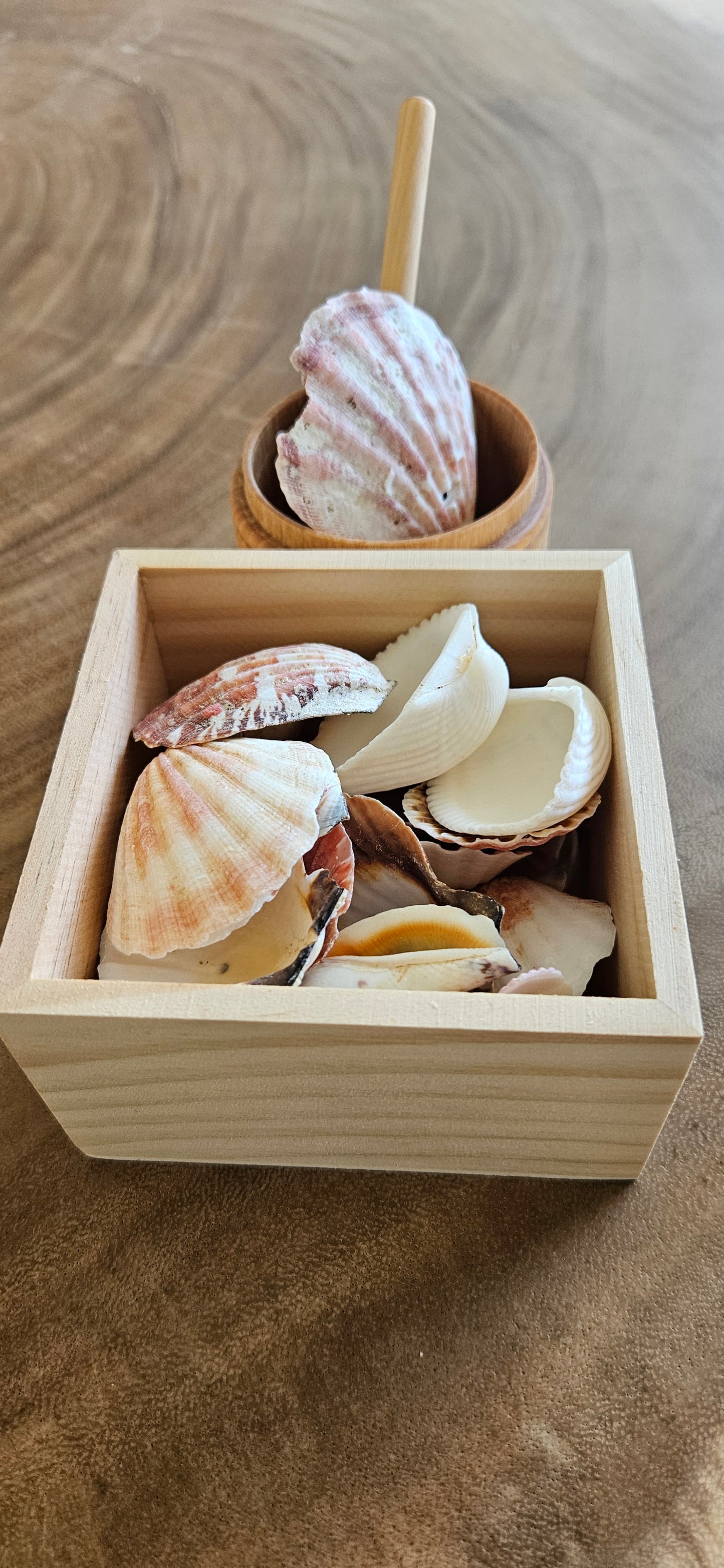 Voel-sorteerbakje met echte schelpen 300 gram-loose parts